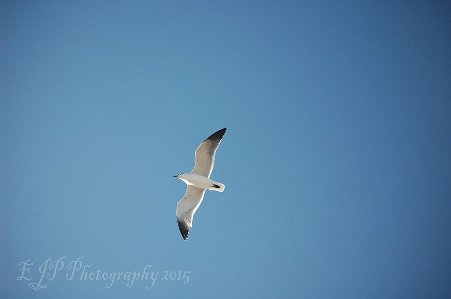 Seagull Photograph - Seagull by EJP  Photography