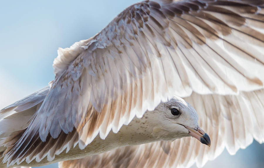 Seagull Eye and Feathers Forward Photograph by Jeff at JSJ Photography