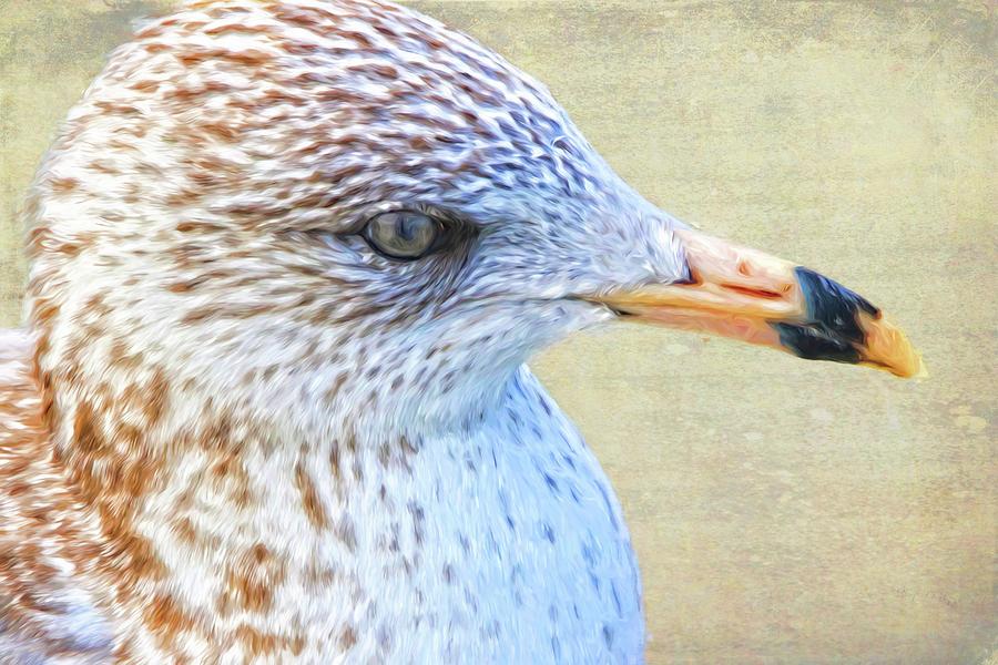 Seagull Freckles Photograph by Alice Gipson