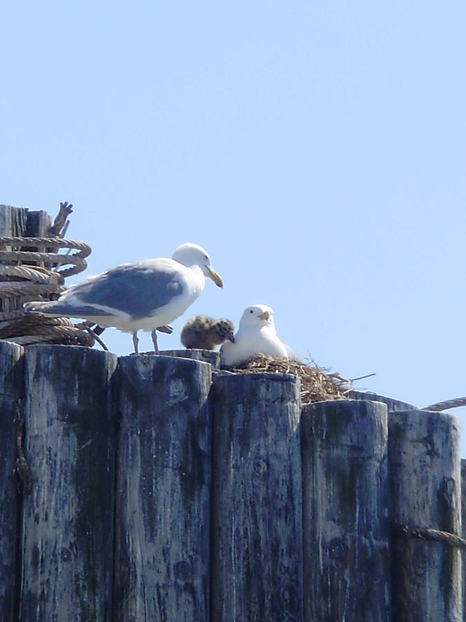 Seagull Photograph - Seagull Family by Keelee Martin