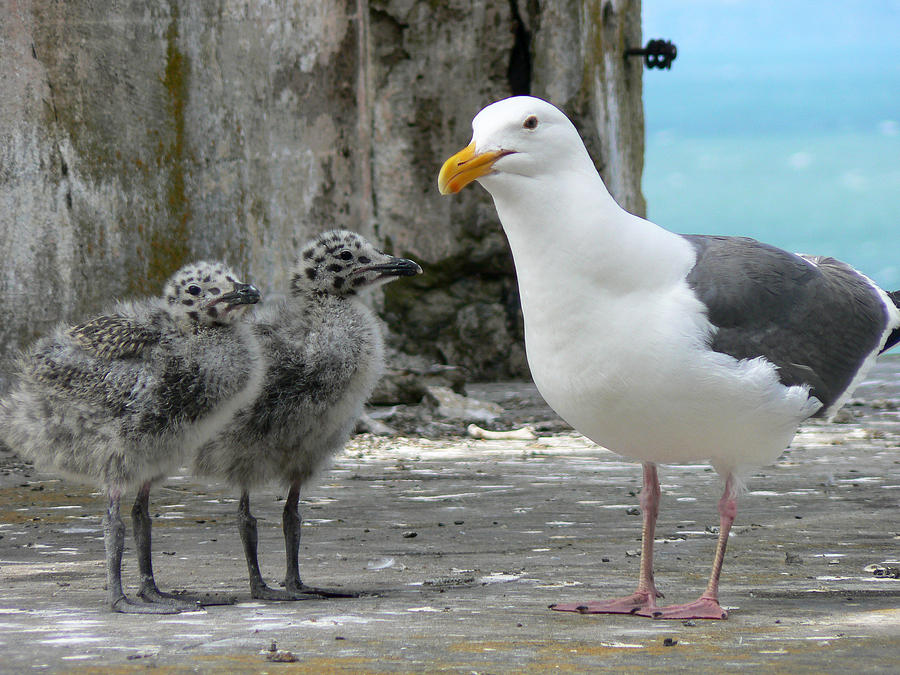Seagull Family Photograph