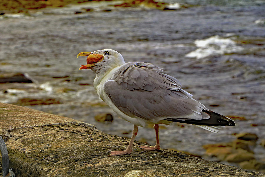 Seagull Feeding Photograph by Tony Murtagh