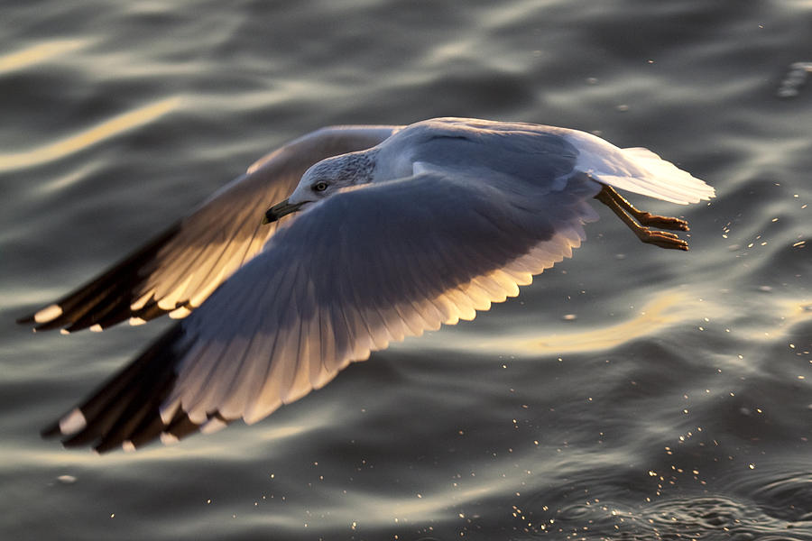 Seagull Flight Photograph by Dustin K Ryan