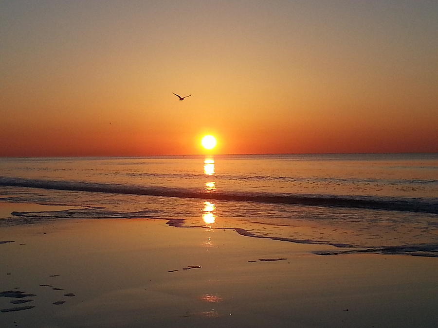 Seagull Fly By At Ocean Sunrise Photograph by Kim Venturo - Fine Art ...