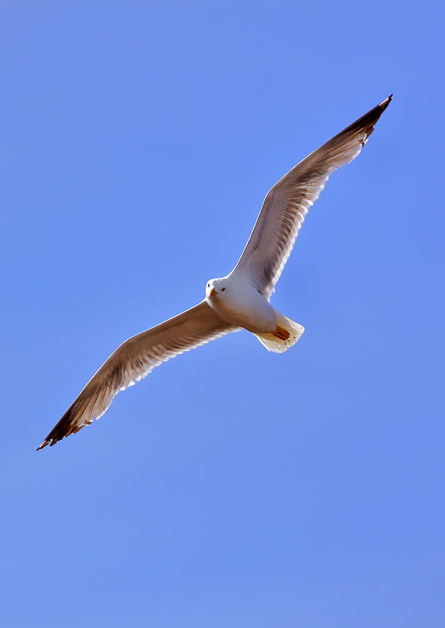 Seagull Fly Free Photograph