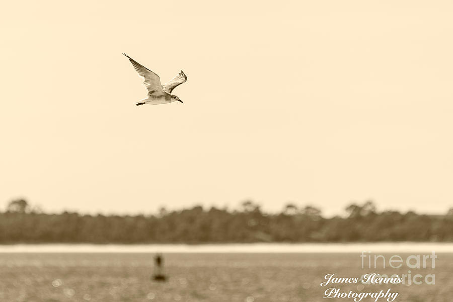 Seagull Fly Photograph by Metaphor Photo