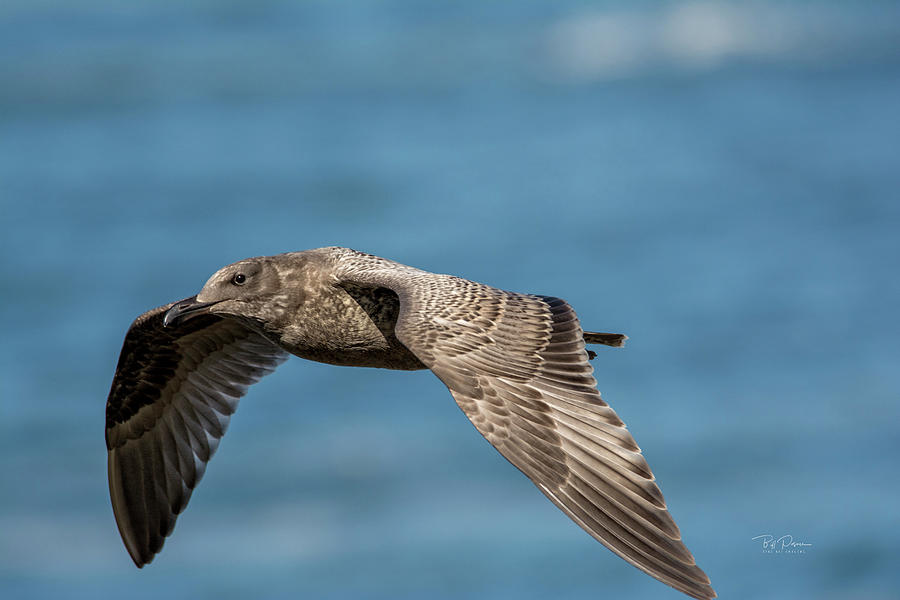 Seagull flyby Photograph by Bill Posner