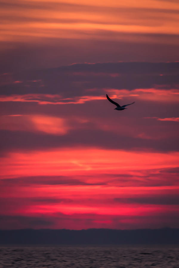 Seagull Flying At Sunset Jersey Shore Photograph by Terry DeLuco