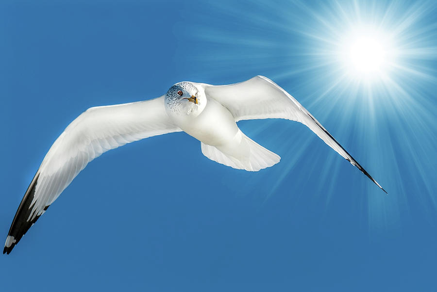 Seagull flying in blue sky with sun rays Photograph by Patrick Wolf