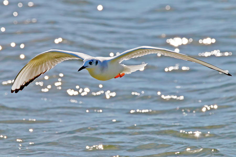 Seagull Flying Over Waves Photograph by Daniel Caracappa - Pixels