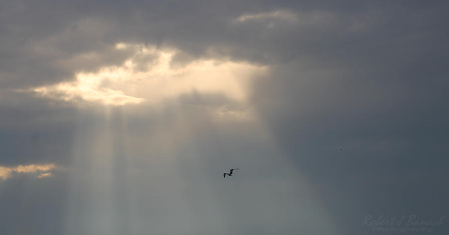 Seagull Flying Through Sun Rays Photograph by Robert Banach