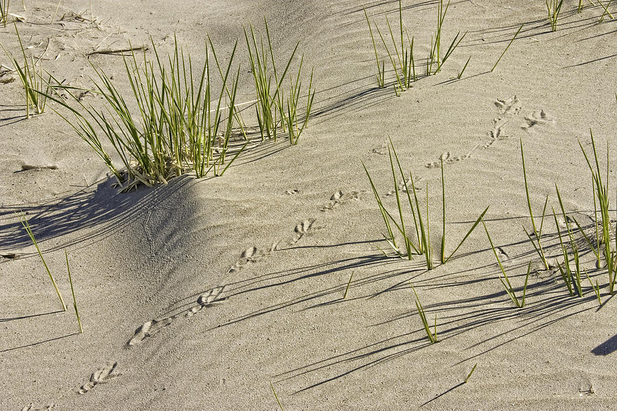 Seagull Footprints and Beach Grass Popham Beach Maine Photograph by Keith Webber Jr