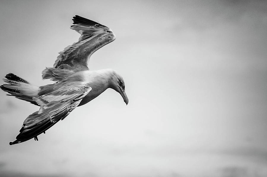 Seagull Photograph by Gerald Nino - Fine Art America