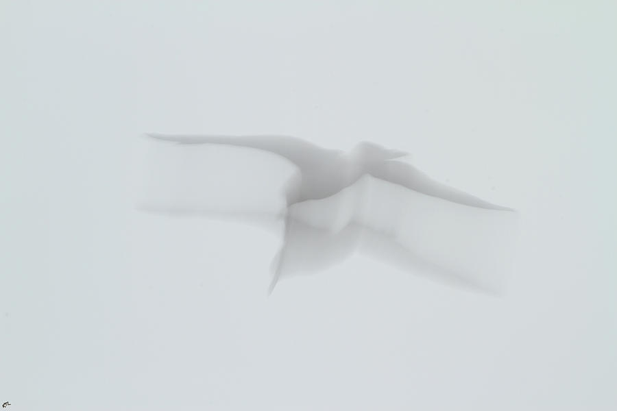 Seagull Ghost Photograph by Karol Livote