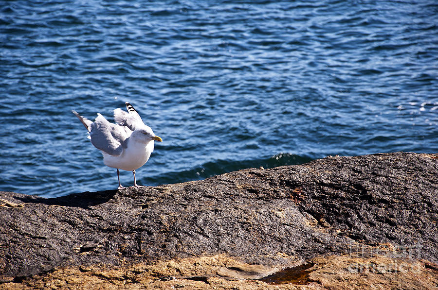 Seagull  Photograph by Glenn Gordon
