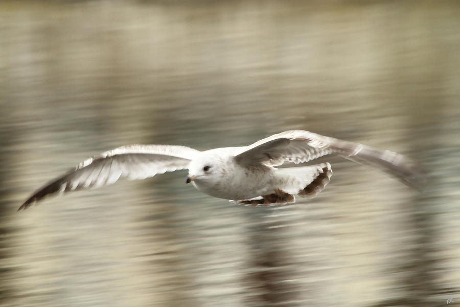 Seagull Photograph - Seagull Glide by Karol Livote