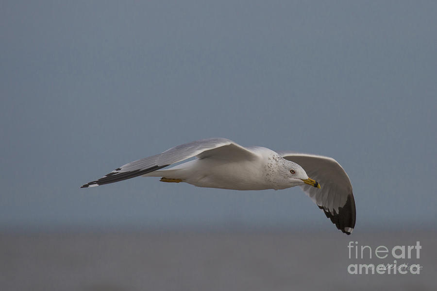 Seagull Glides Over the Beach Photograph by D Wallace