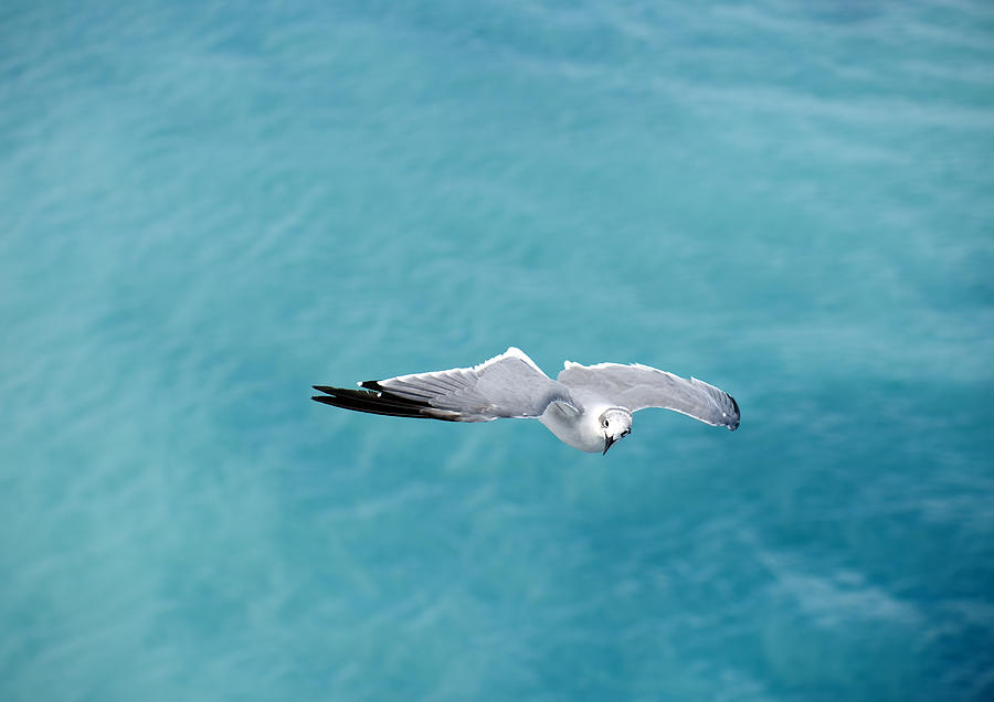 Seagull Photograph by Gouzel -
