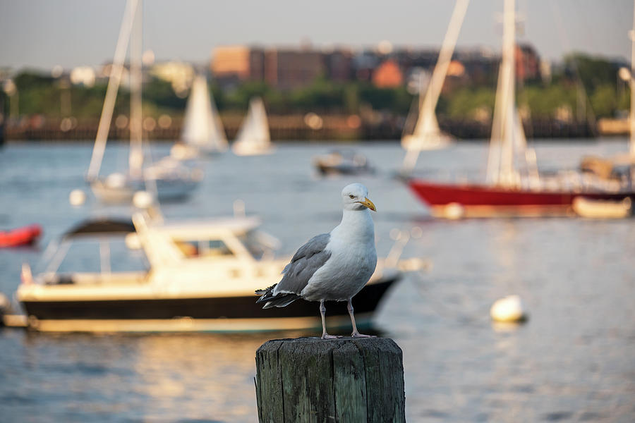 Seagull guarding the Boston Harbor Boston MA Photograph by Toby McGuire