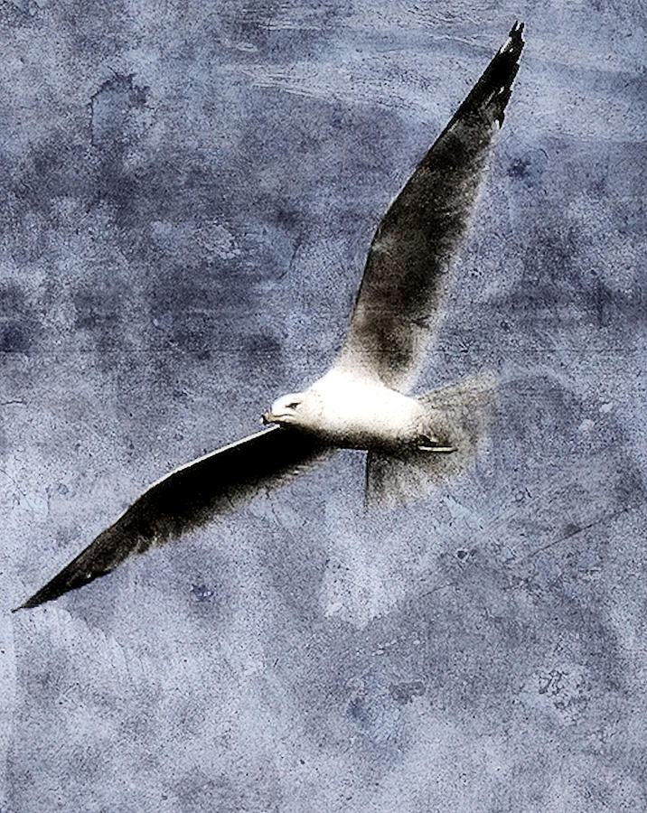 Seagull Photograph by Gulf Island Photography and Images | Fine Art America