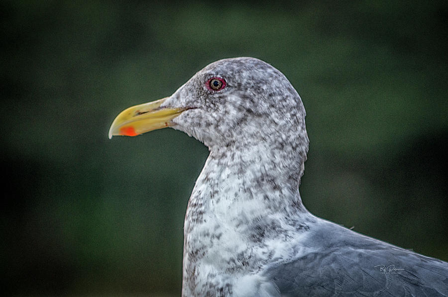 Seagull head shot Photograph by Bill Posner