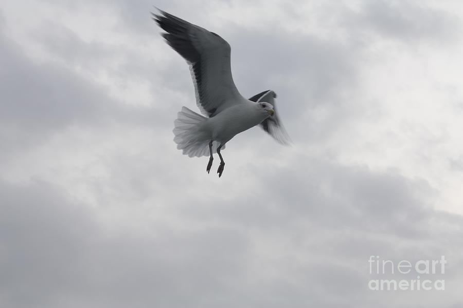 Seagull Hovering Overhead Photograph by John Telfer