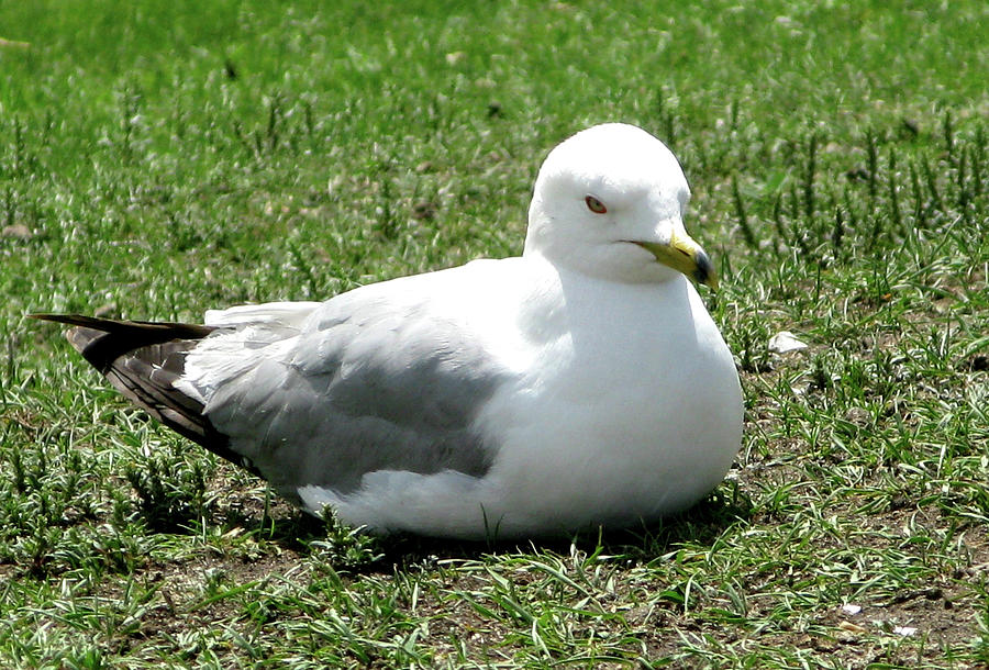 Seagull Photograph by Hugh Kroetsch