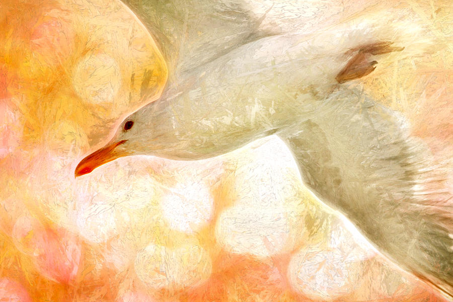 Seagull Impressionism Photograph by Peggy Collins