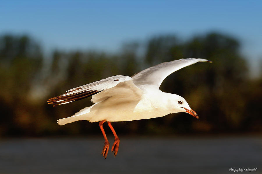 Seagull in flight 6262 Photograph by Kevin Chippindall