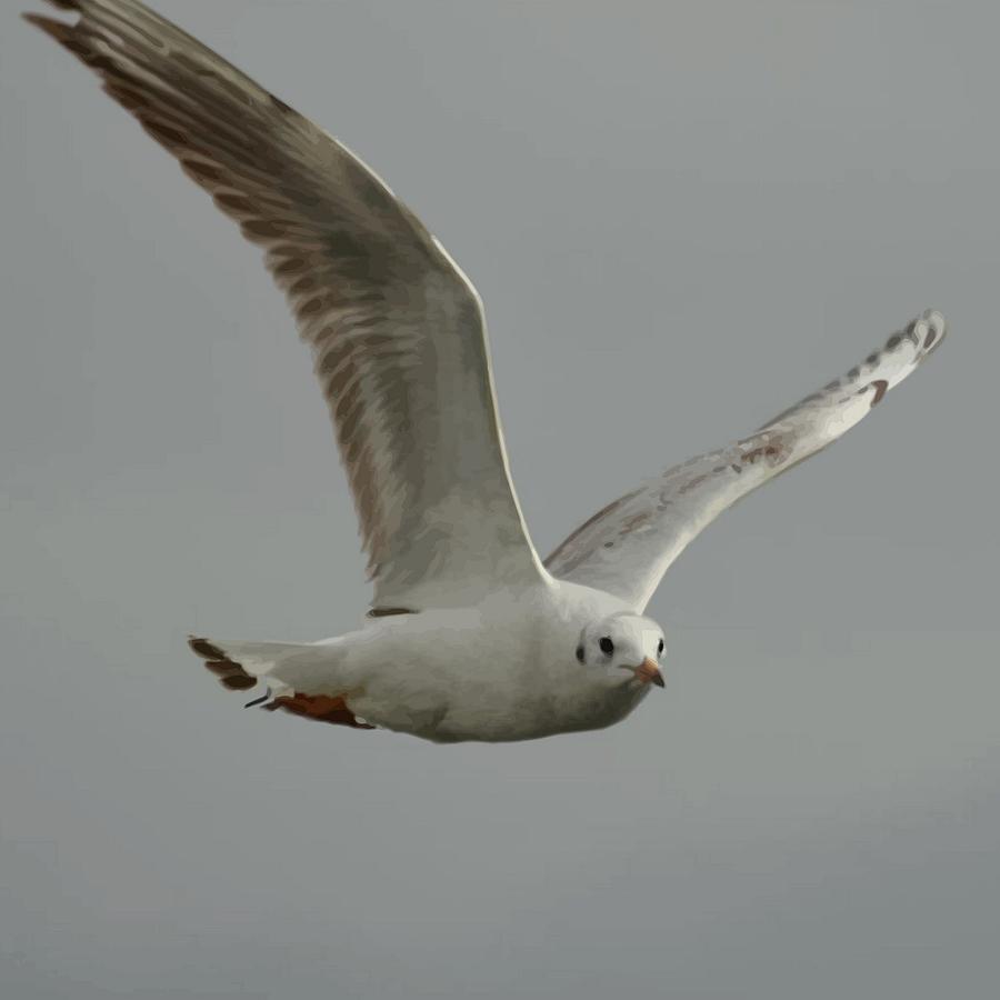 Seagull In Flight Against Gray Sky Vector Digital Art by Taiche Acrylic Art