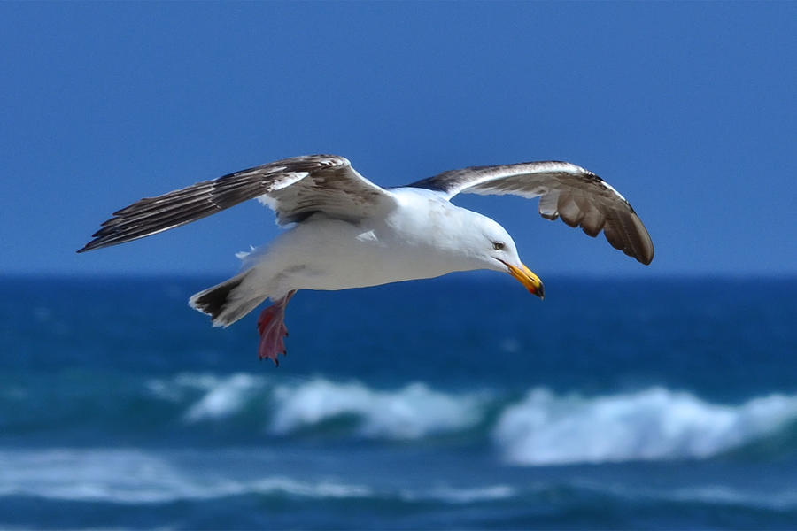 Seagull in Flight Photograph by Anthony Murphy