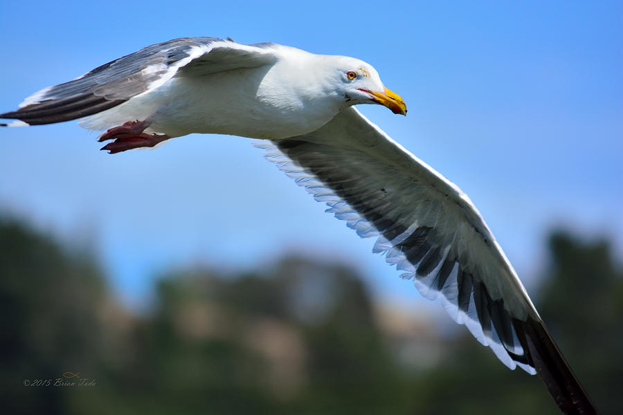 Western Gull In Flight Photograph by Brian Tada