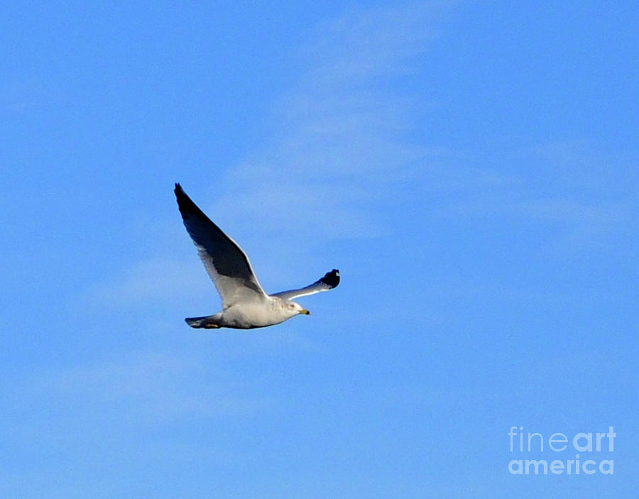 Seagull in Flight Photograph by Cindy Schneider