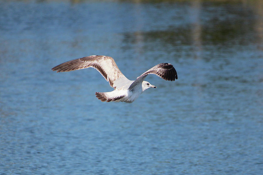 Seagull In Flight Photograph by Cynthia Guinn