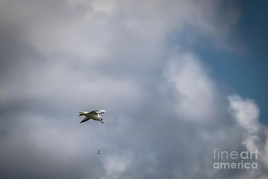 Seagull in flight dropped his food Photograph by Claudia M Photography