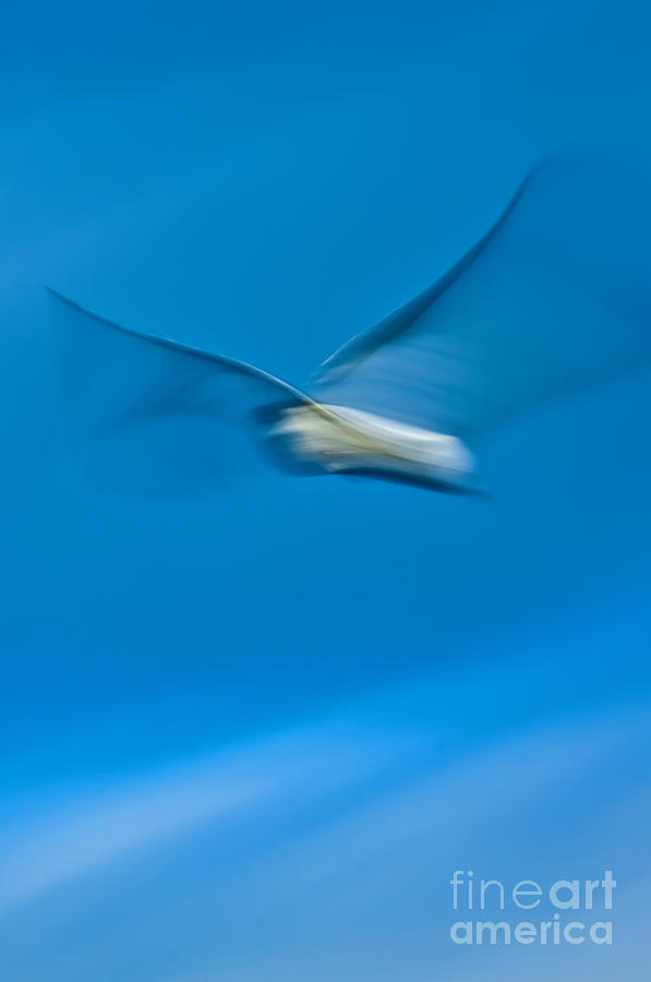 Seagull Photograph - Seagull In Flight by Dustin K Ryan