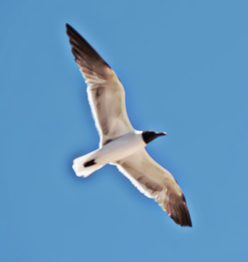Seagull in Flight Photograph by Gina OBrien