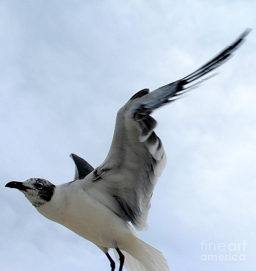 Seagull in Flight II Photograph by Jeanne Forsythe