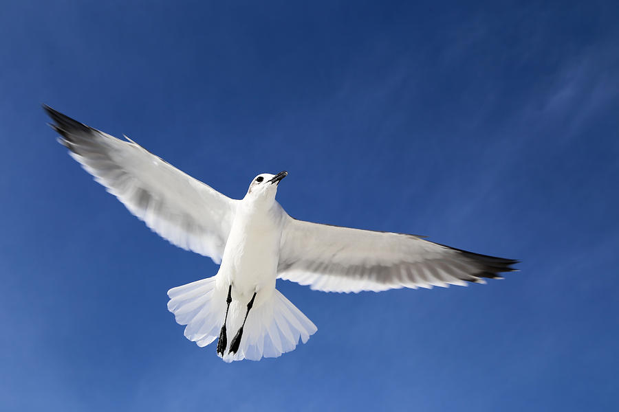 Seagull in Flight Photograph by Jim Clark | Fine Art America