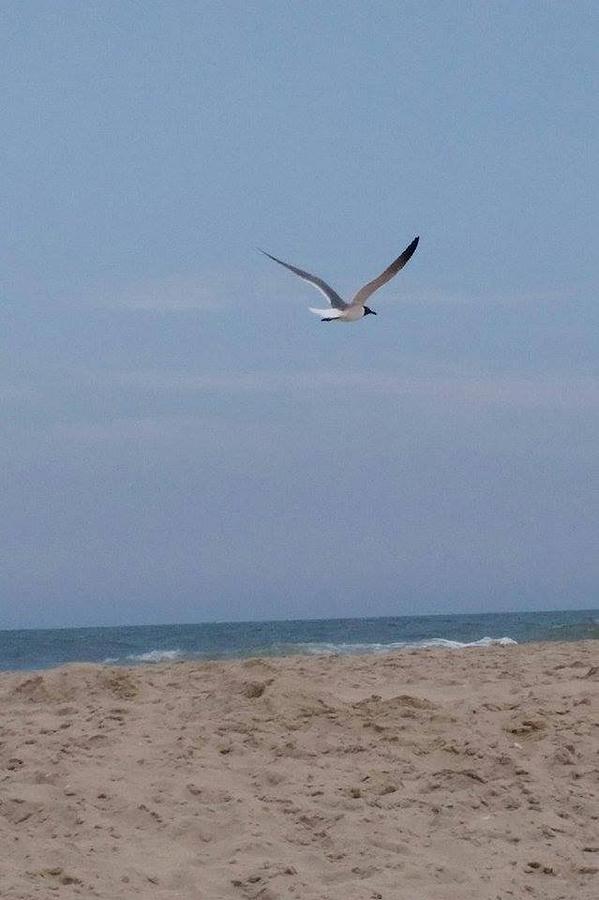 Seagull Photograph - Seagull In Flight by Krys Whitney
