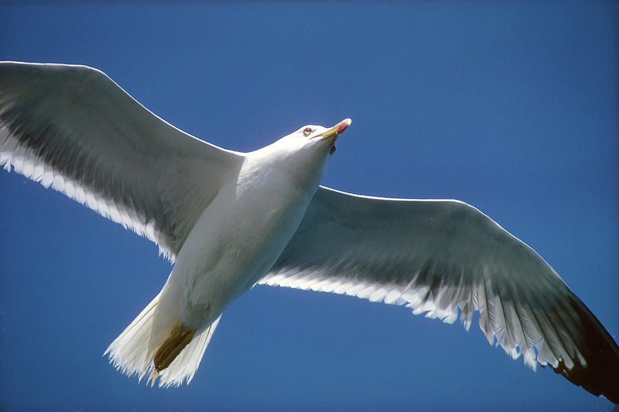 Seagull In Flight Over Key West Photograph