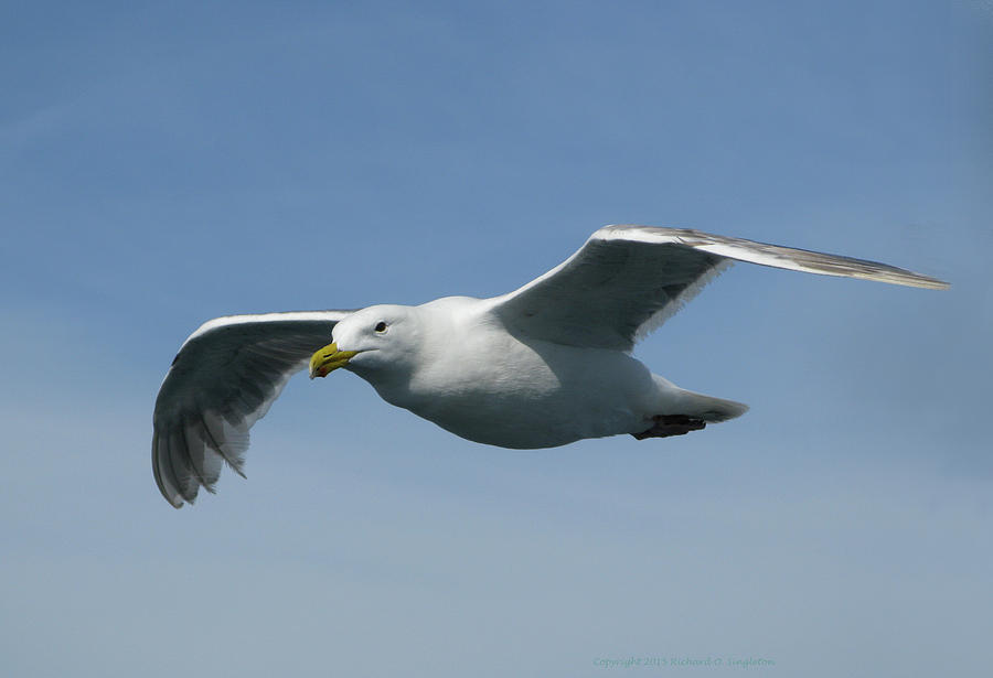 [Image: seagull-in-flight-richard-singleton.jpg]