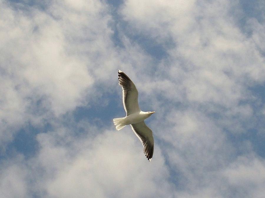 Seagull in Flight Photograph by Rita Tortorelli