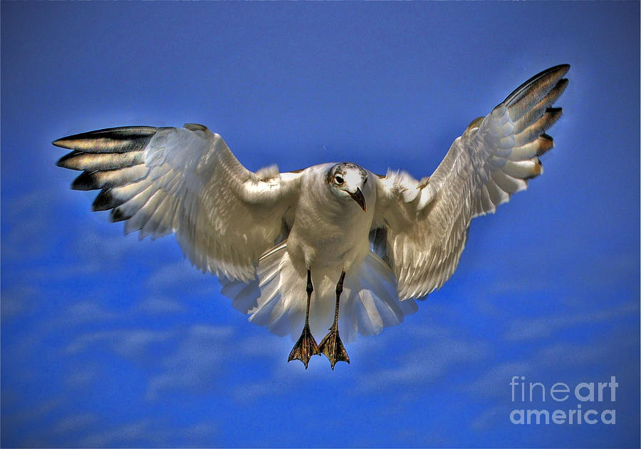 Seagull in flight  Photograph by Savannah Gibbs