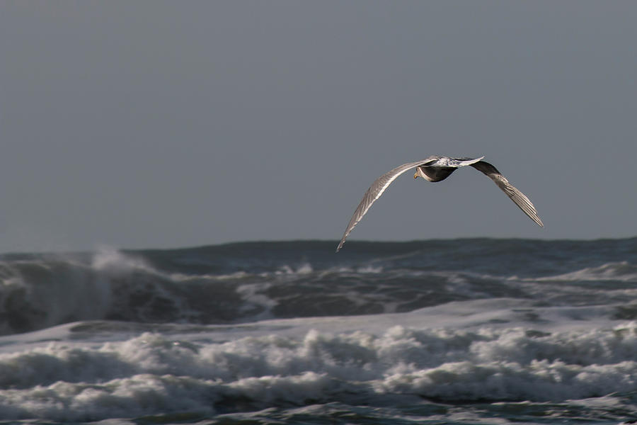 Seagull in Flight Photograph by Teresa Wilson