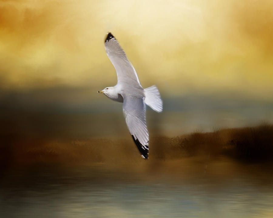 Seagull in Flight Photograph by TnBackroadsPhotos