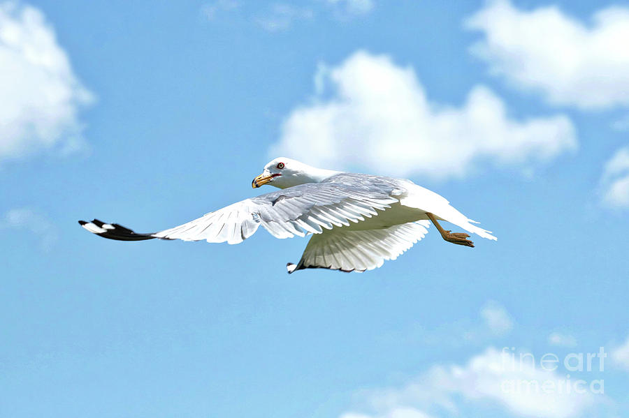 Seagull in Mid Air Photograph by Carol Groenen