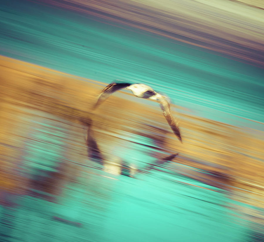SeaGull In Motion by T Brian Jones SeaGull In Motion by T Brian Jones
