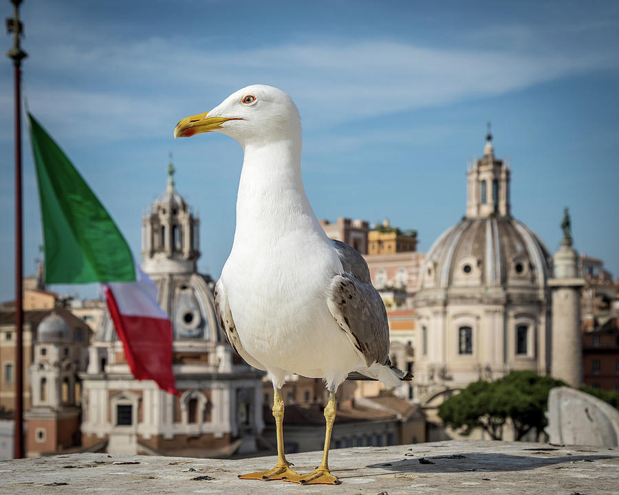 Seagull in Rome Photograph by Joe Myeress