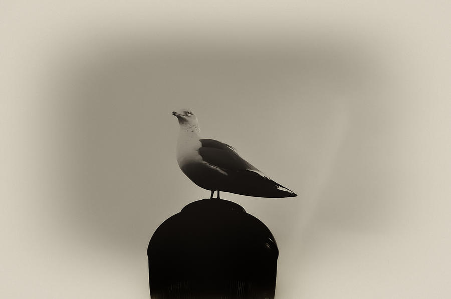 Seagull in Sepia Photograph by Bill Cannon